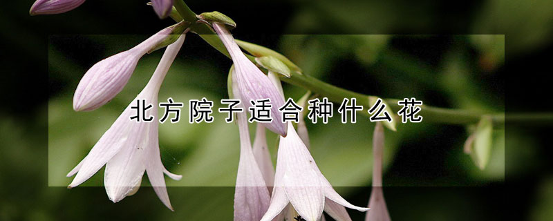 北方院子適合種什么花