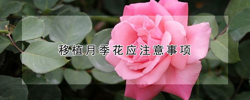 移植月季花應(yīng)注意事項(xiàng)