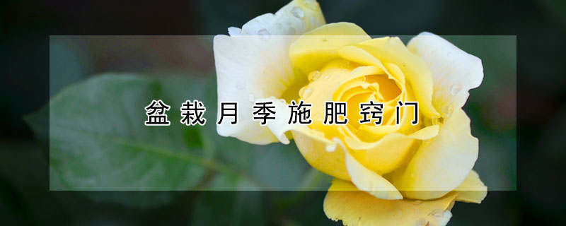 盆栽月季施肥竅門