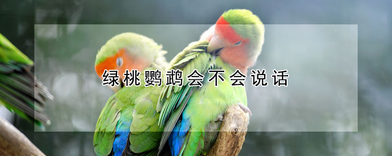 綠桃鸚鵡會(huì)不會(huì)說話