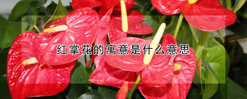 紅掌花的寓意是什么意思