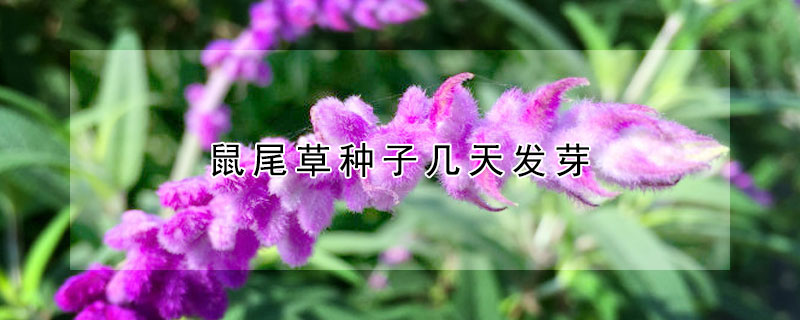 鼠尾草種子幾天發(fā)芽