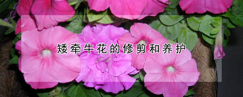 矮牽牛花的修剪和養(yǎng)護(hù)