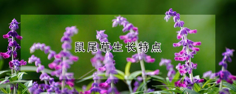 鼠尾草生長(zhǎng)特點(diǎn)