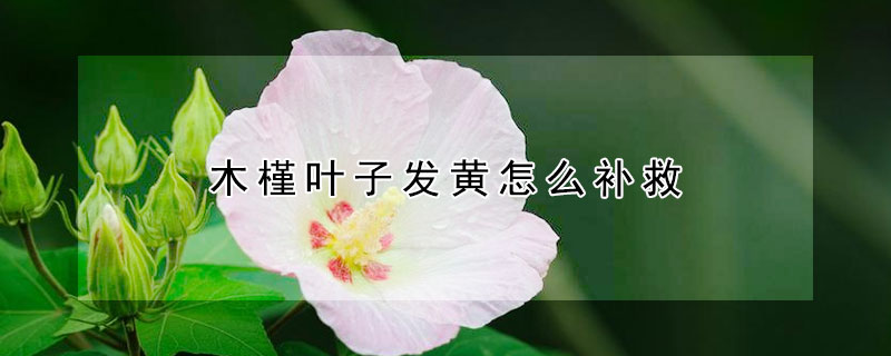 木槿葉子發(fā)黃怎么補(bǔ)救