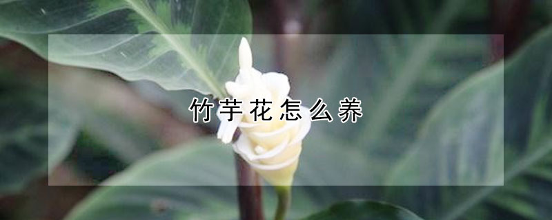 竹芋花怎么養