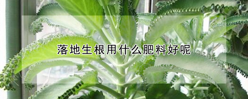 落地生根用什么肥料好呢