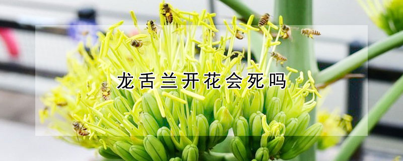 龍舌蘭開花會死嗎