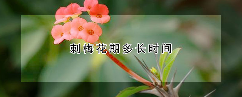 刺梅花期多長時間