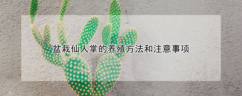 盆栽仙人掌的養殖方法和注意事項