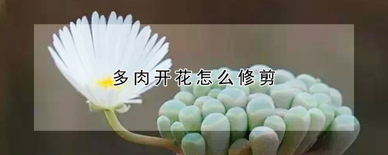 多肉開(kāi)花怎么修剪