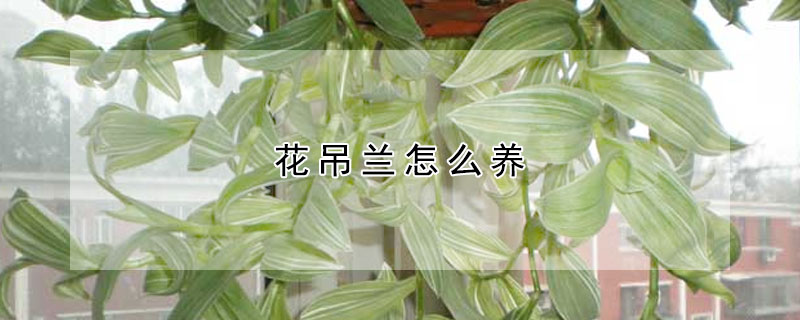 花吊蘭怎么養(yǎng)