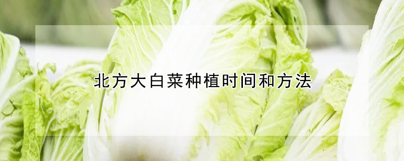 北方大白菜種植時(shí)間和方法