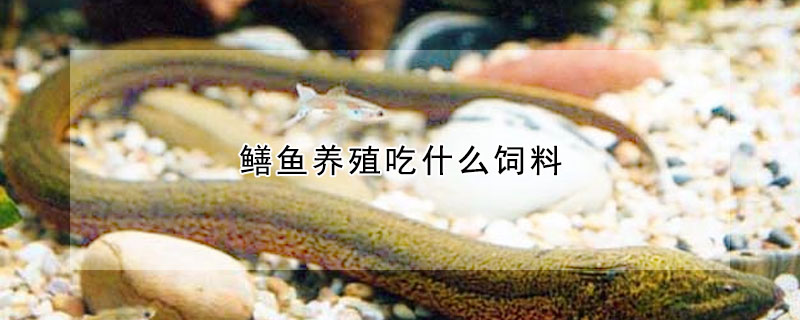 鱔魚養(yǎng)殖吃什么飼料