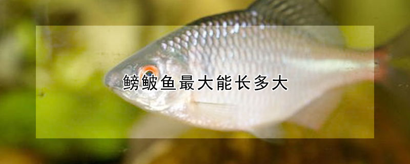 鳑鲏?mèng)~最大能長(zhǎng)多大