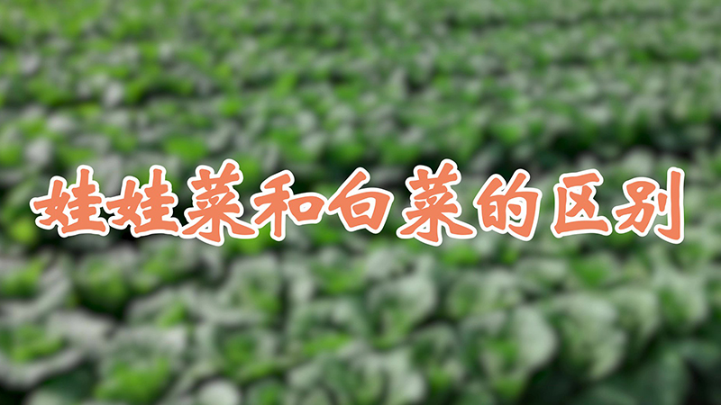 娃娃菜和白菜的區(qū)別