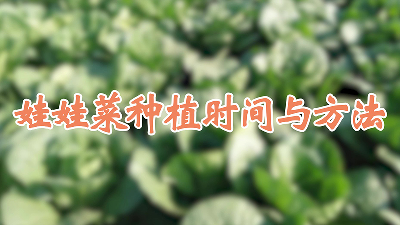 娃娃菜種植時間與方法