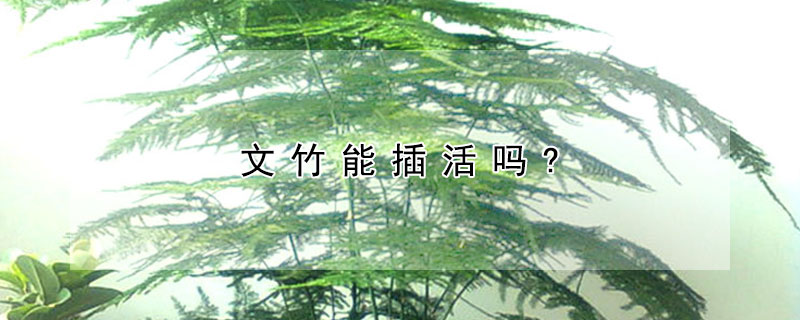 文竹能插活嗎?