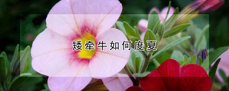 矮牽牛如何度夏