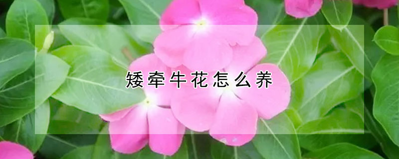 矮牽牛花怎么養