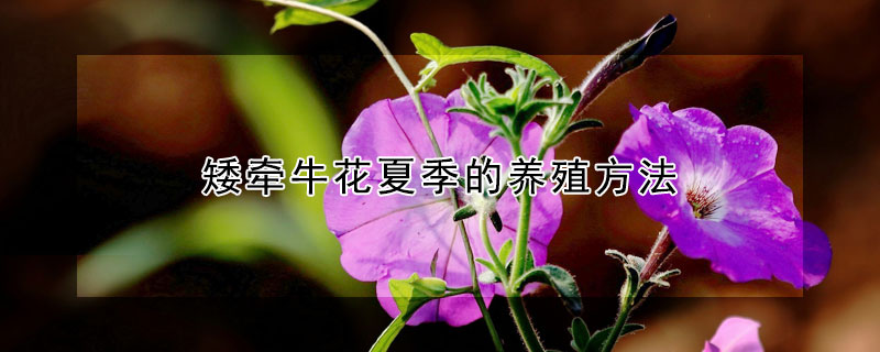 矮牽牛花夏季的養殖方法