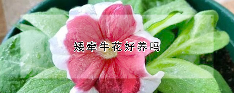 矮牽牛花好養(yǎng)嗎