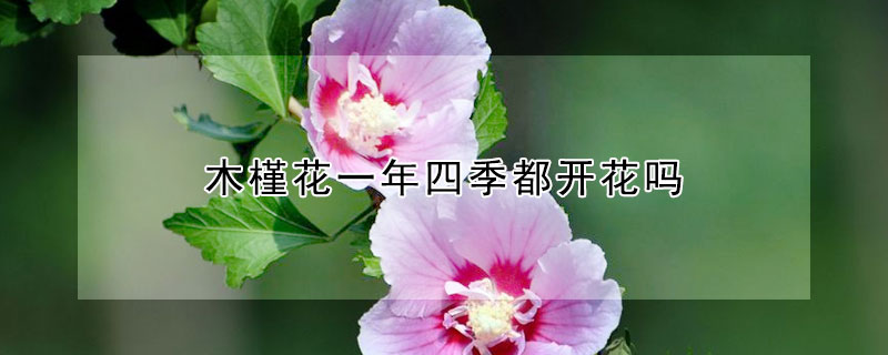 木槿花一年四季都開花嗎