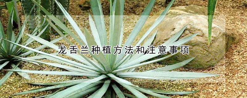 龍舌蘭種植方法和注意事項