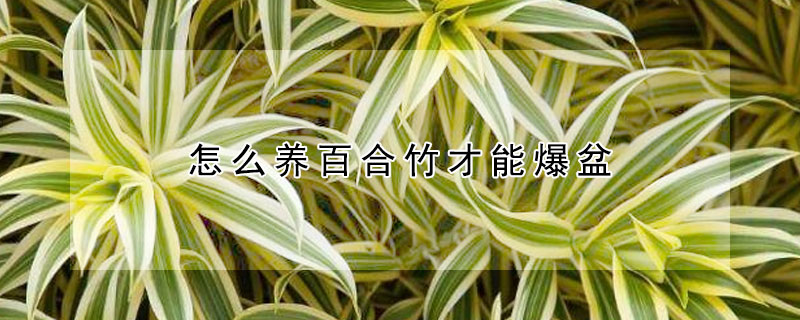 怎么養(yǎng)百合竹才能爆盆