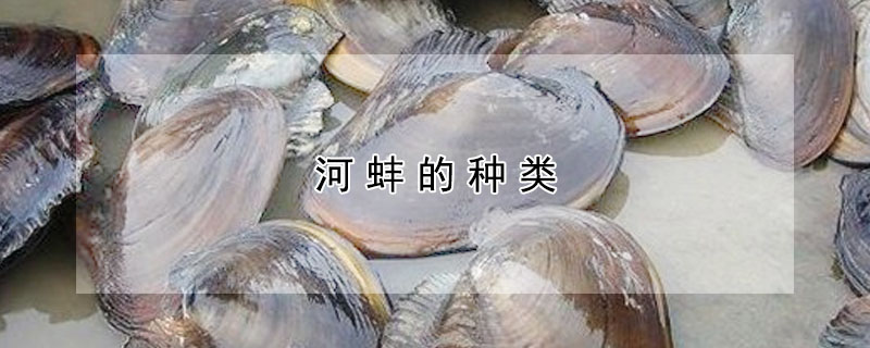 河蚌的種類