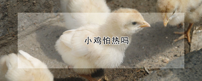 小雞怕熱嗎