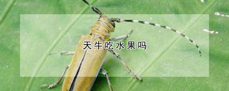 天牛吃水果嗎