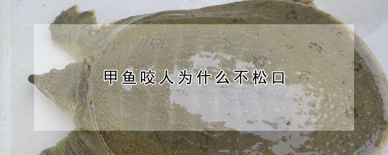 甲魚(yú)咬人為什么不松口