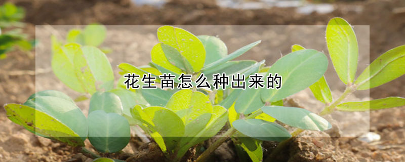 花生苗怎么種出來的