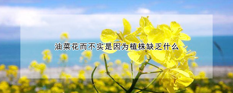 油菜花而不實是因為植株缺乏什么