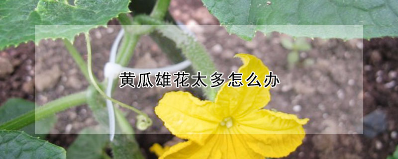 黃瓜雄花太多怎么辦