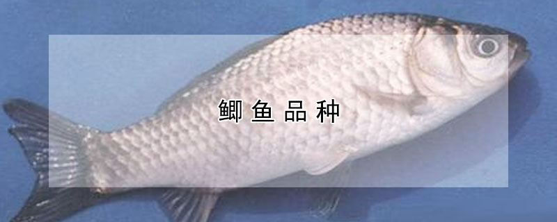 鯽魚品種