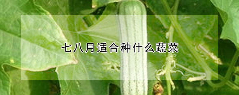 七八月適合種什么蔬菜