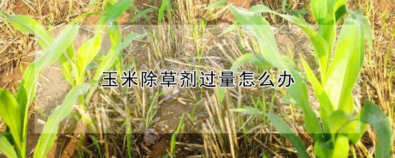 玉米除草劑過量怎么辦