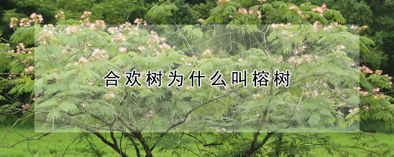 合歡樹(shù)為什么叫榕樹(shù)