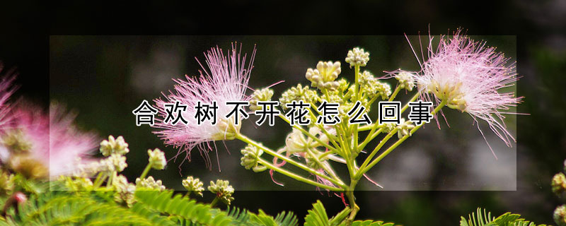 合歡樹不開花怎么回事