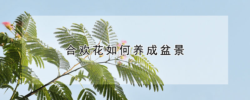 合歡花如何養成盆景