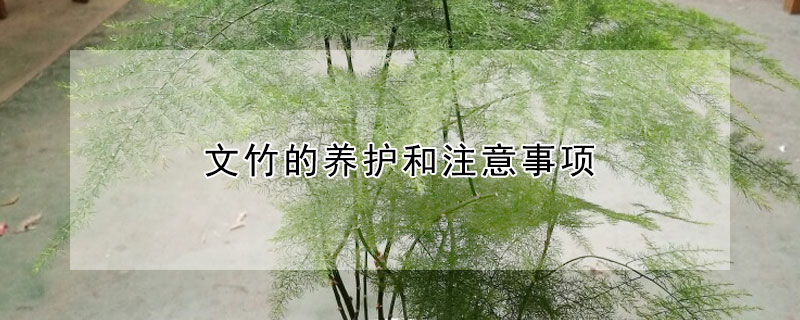 文竹的養護和注意事項