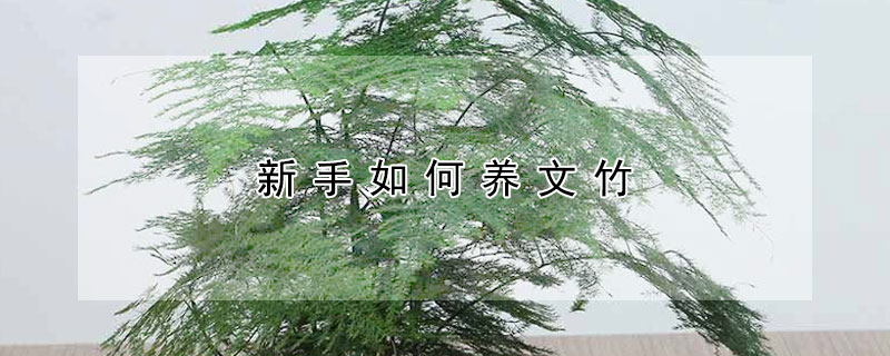 新手如何養(yǎng)文竹