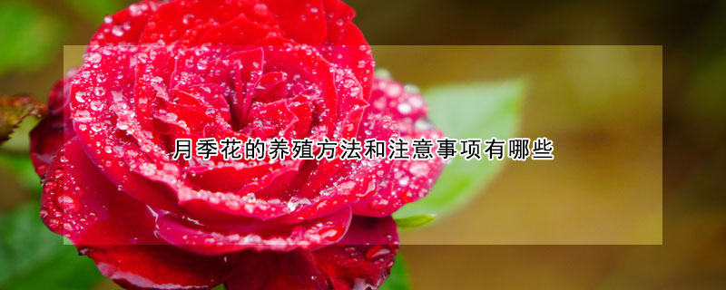 月季花的養(yǎng)殖方法和注意事項(xiàng)有哪些