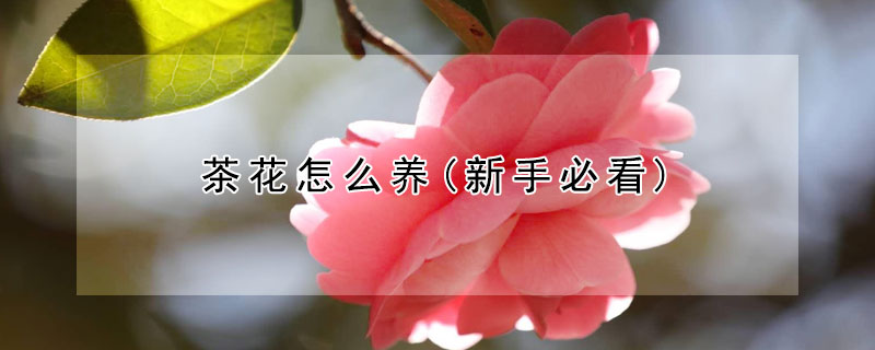 茶花怎么養(yǎng)(新手必看)