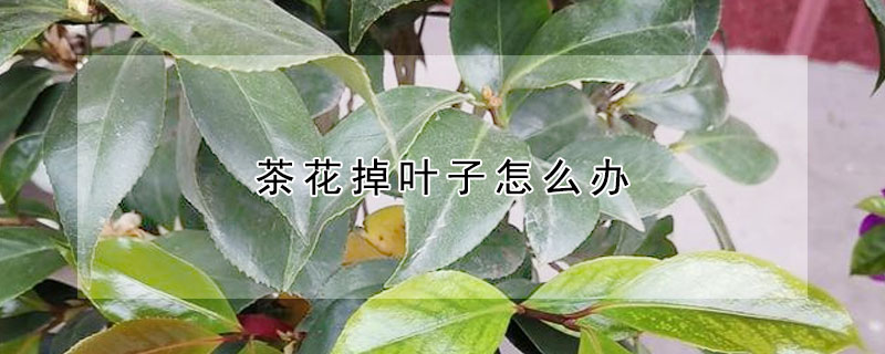 茶花掉葉子怎么辦