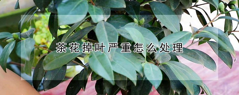 茶花掉葉嚴重怎么處理