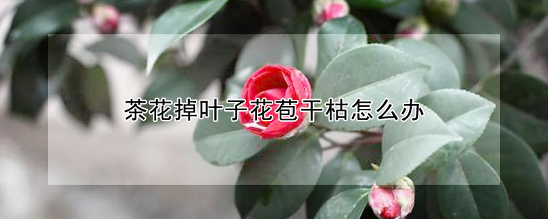 茶花掉葉子花苞干枯怎么辦