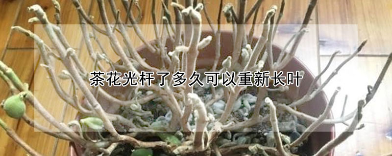 茶花光桿了多久可以重新長葉